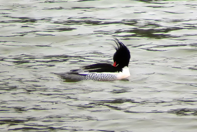 Scaly-sided Merganser