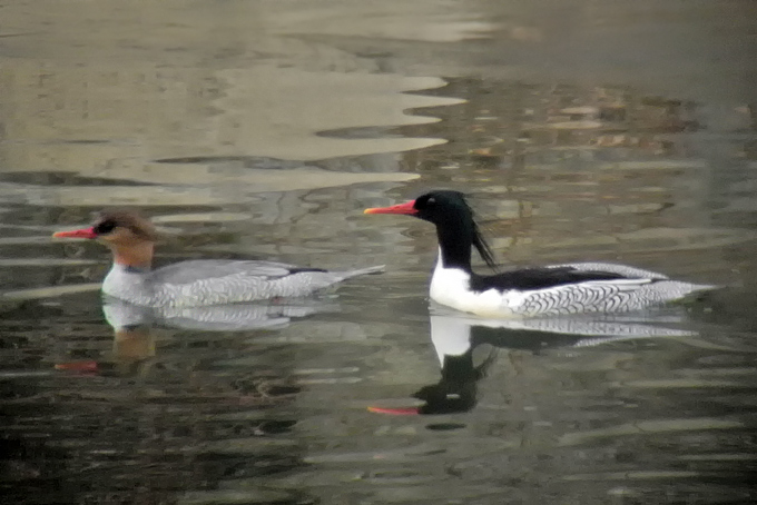 Scaly-sided Merganser