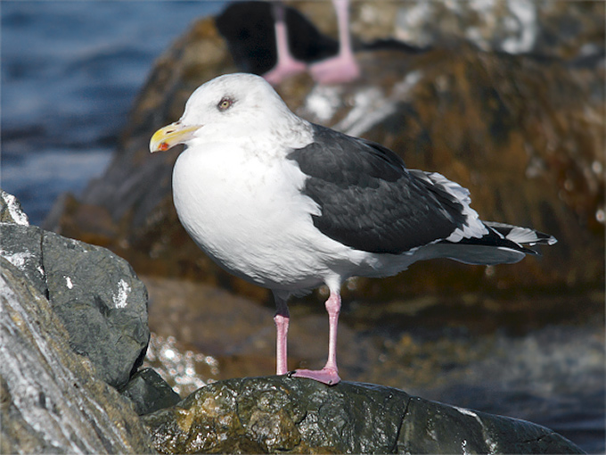 Slaty-backed Gull