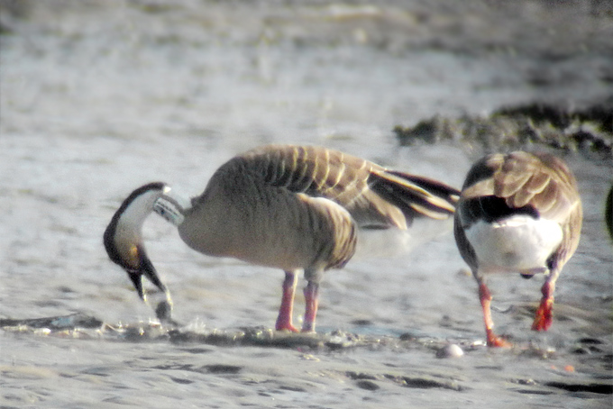 Swan Goose