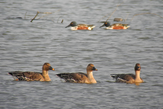 Taiga Bean Goose