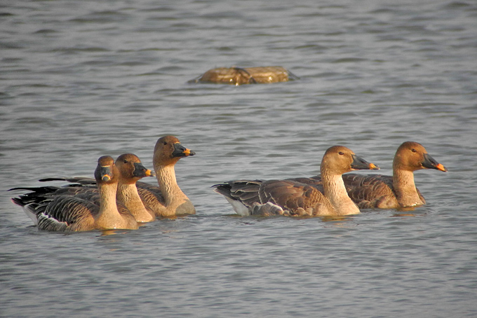 Taiga Bean Goose