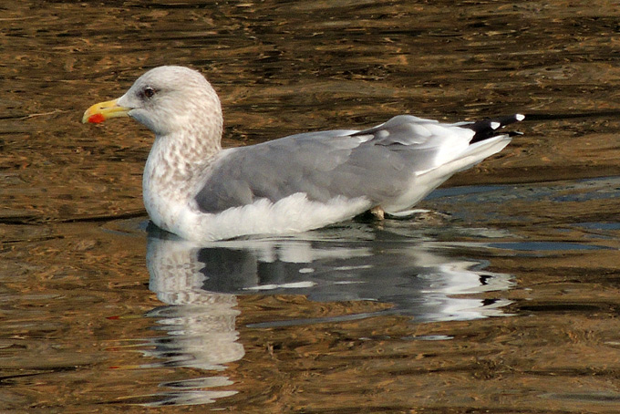 Taimyr Gull