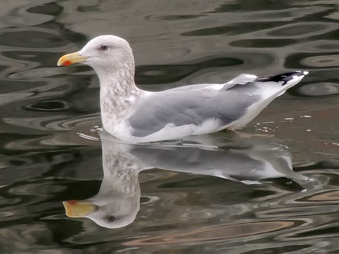 Taimyr Gull