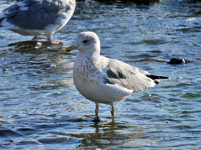Taimyr Gull