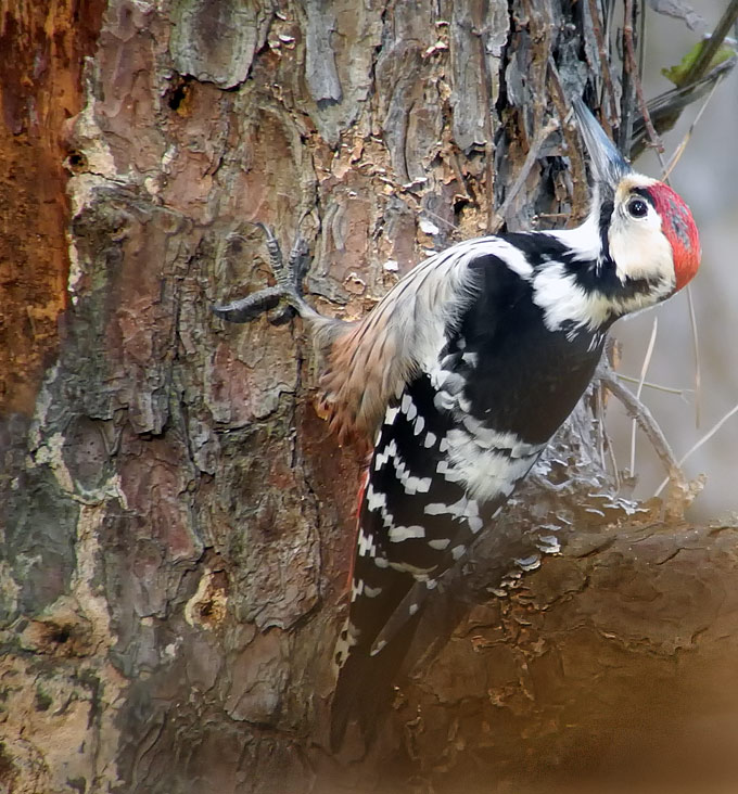 White-backed Woodpecker
