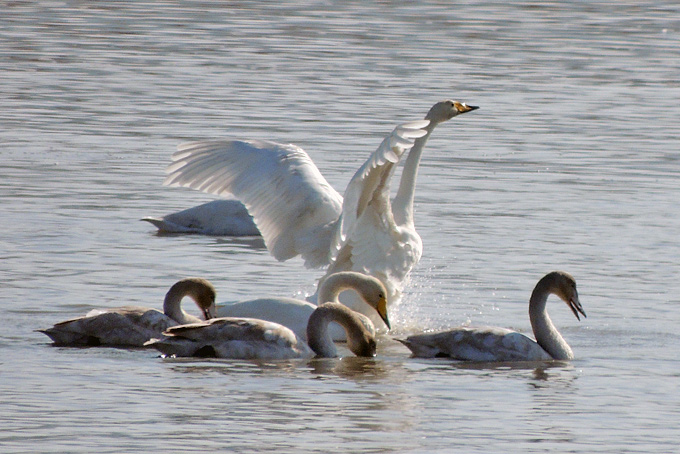 Whooper Swan