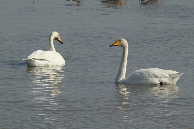 Whooper Swan