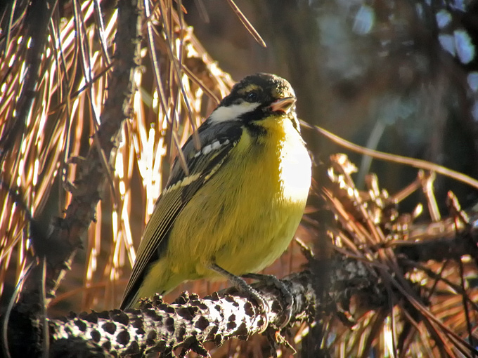 Yellow-bellied Tit