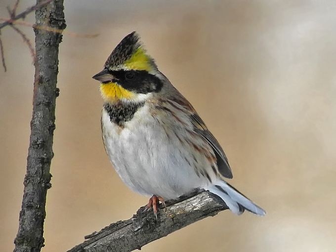 Yellow-throated Bunting