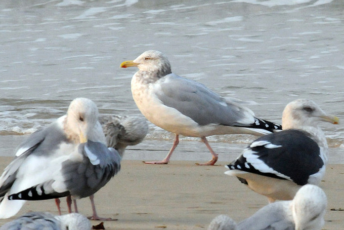 American Herring Gull