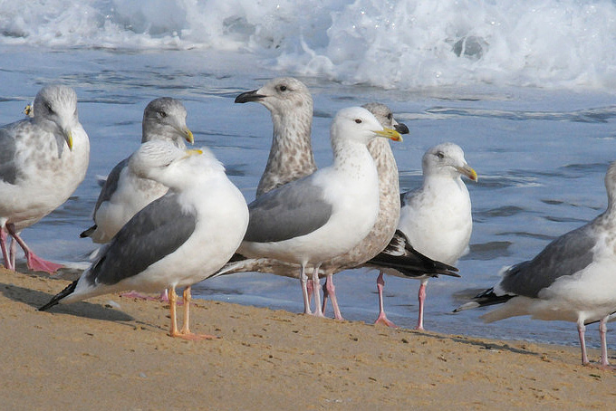 Cachinnans-type Gull
