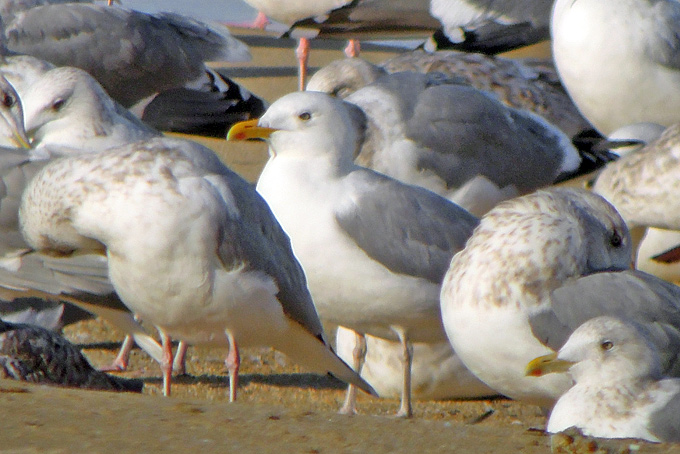 Caspian Gull