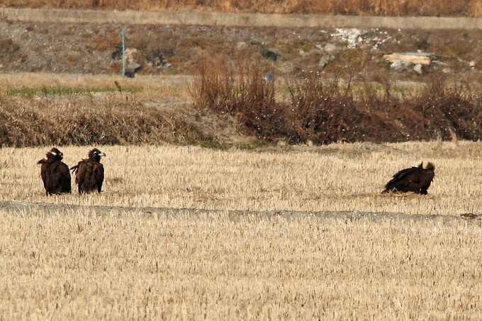 Cinereous Vulture
