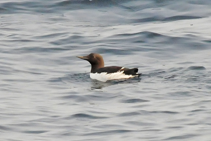 Common Murre