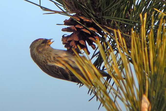 Common Redpoll