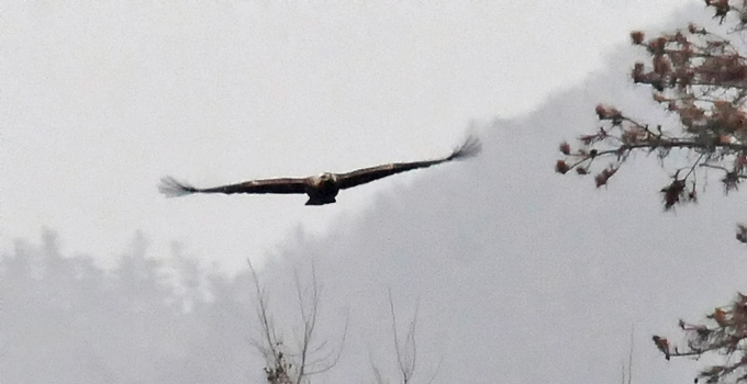 Eastern Imperial Eagle