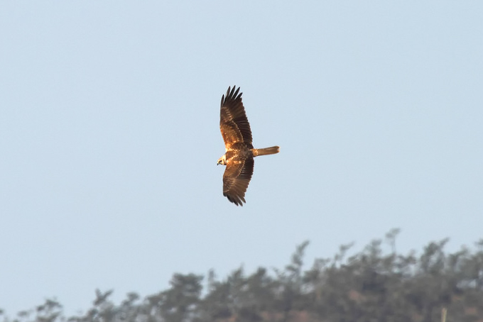 Eastern Marsh Harrier
