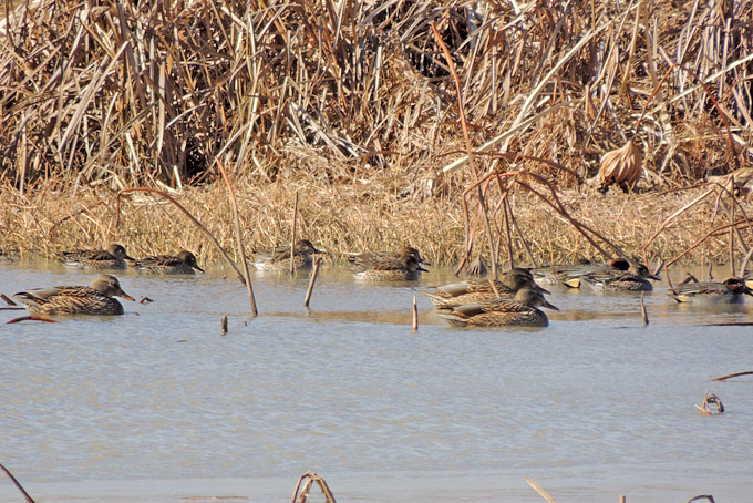 Eurasian Teal