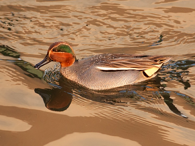 Eurasian Teal