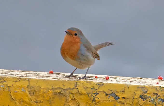 European Robin