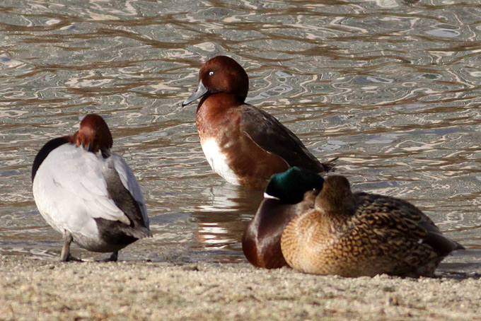 Ferruginous Duck