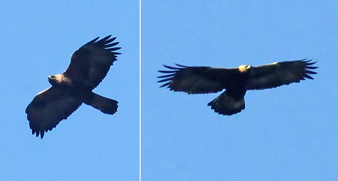 Golden Eagle