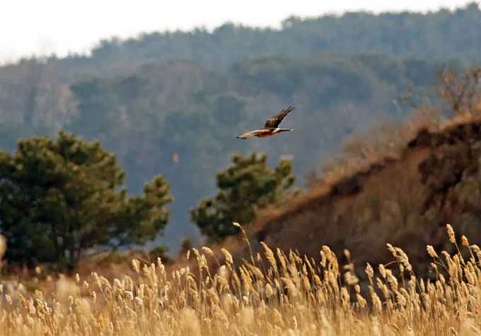 Hen Harrier