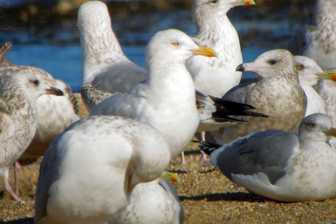 Iceland Gull