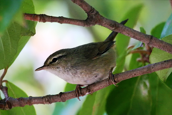Japanese Bush Warbler