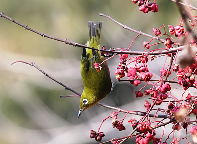 Japanese White-eye