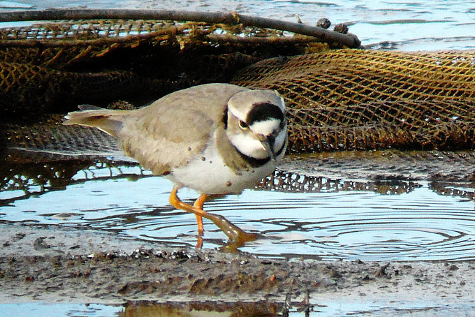 Long-billed Plover