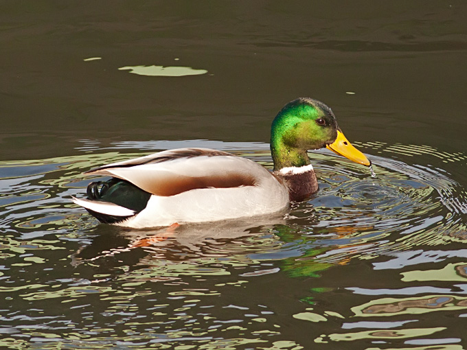 Mallard