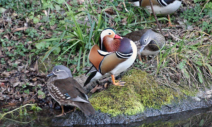 Mandarin Duck