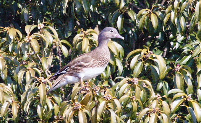 Mandarin Duck