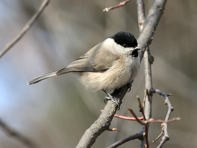 Marsh Tit