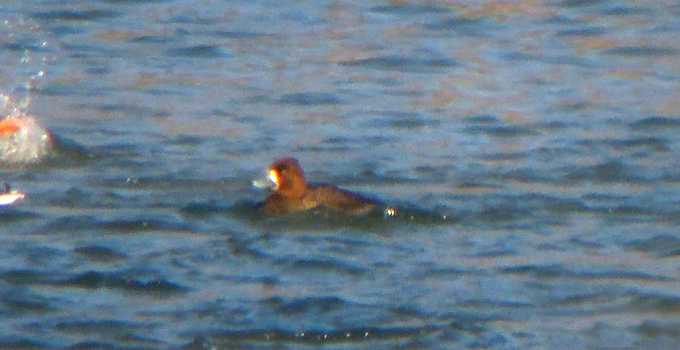 Scaup