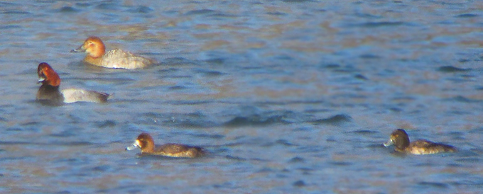 Scaup