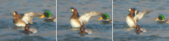 Scaup