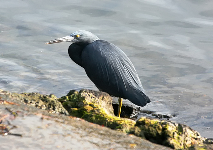 Pacific Reef Egret