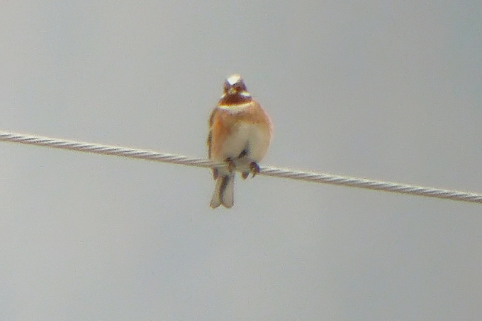 Pine Bunting