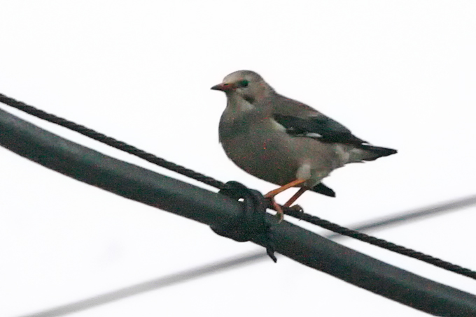Red-billed Starling
