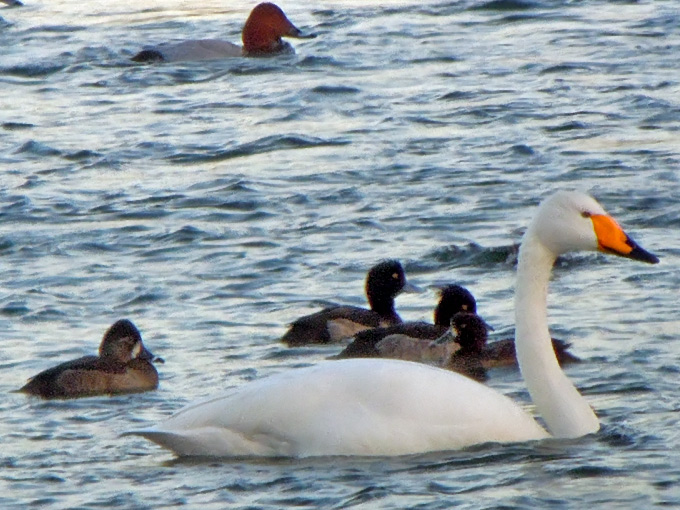 Ring-necked Duck