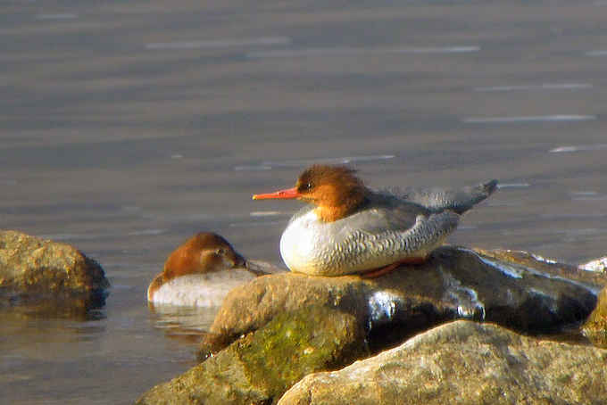 Scaly-sided Merganser