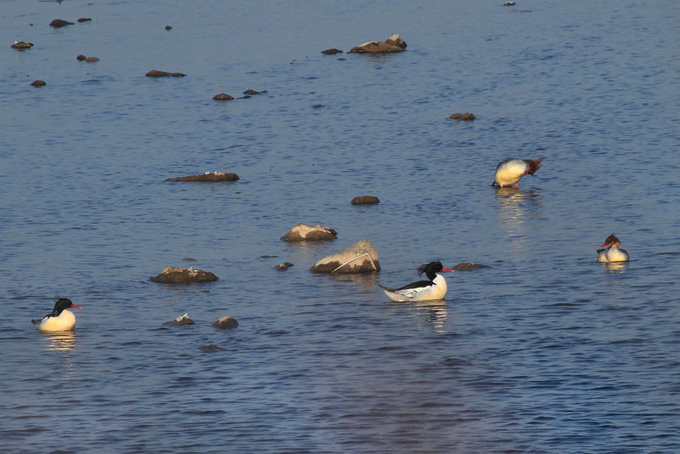 Scaly-sided Merganser