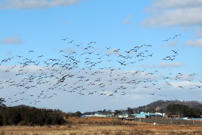 Taiga Bean Goose