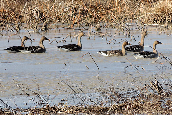 Taiga Bean Goose