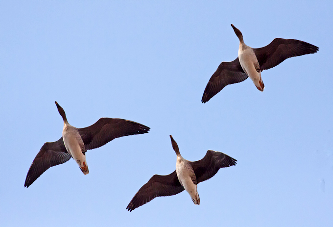 Taiga Bean Goose