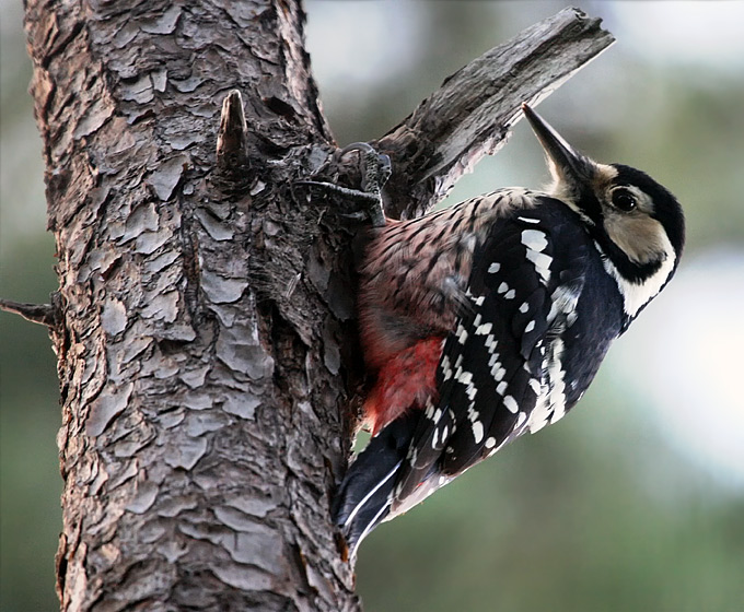 White-backed Woodpecker