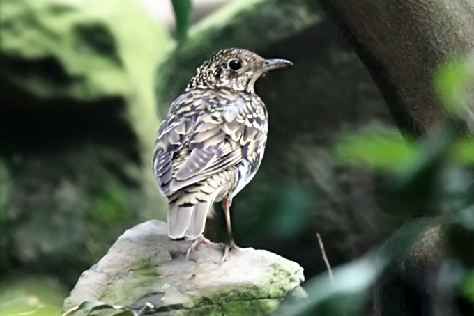 White's Thrush
